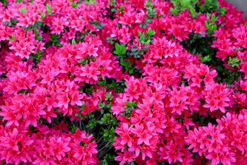 庭に咲く霧島躑躅の赤い花