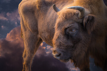 side view portrait of a buffalo in the sunset