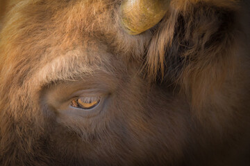 close-up side view portrait of an american buffalo bison