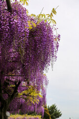 京都鳥羽水質保全センターの満開の藤の花
