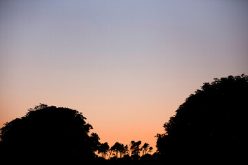 graduated sunset landscape silhouette on a hill with curved trees, against a clear sky