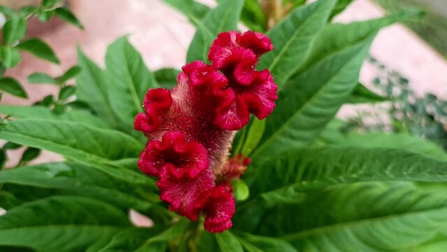 Chicken's comb or jewer kotok (Celosia cristata) is a variety of celosia argentea