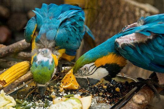 Blue and yellow macaws in a large enclosure on perches peck food from the ground.