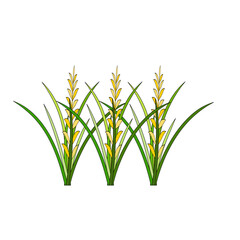 Rice Plant Agriculture Vector Design. Rice Plant Design Element. Rice Plant Single Icon. Rice Plant Illustration Svg File