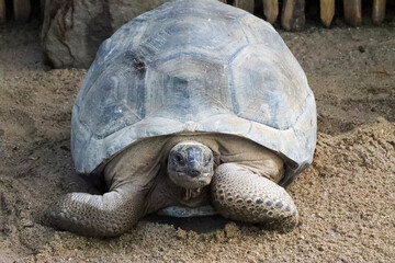 Forest tortoise in the enclosure of the elephants of Ouwehands Zoo in Rhenen
