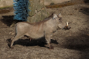 Fototapeta premium Warthog in the Oudehand Zoo in Rhenen