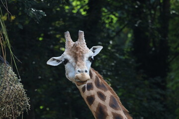Obraz premium Rothschild giraffe and the Kordofan giraffe in the Ouwehands Zoo in Rhenen
