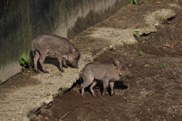 Warthog in the Oudehand Zoo in Rhenen