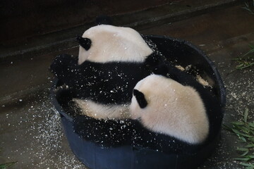 Giant pandas Wu Wen and Fan Xing take a sawdust bath in Ouwehands