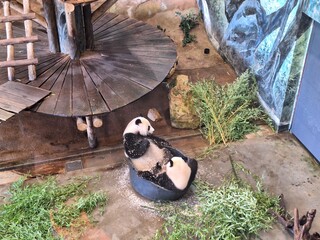 Giant pandas Wu Wen and Fan Xing take a sawdust bath in Ouwehands