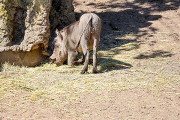 Warthog in the Oudehand Zoo in Rhenen