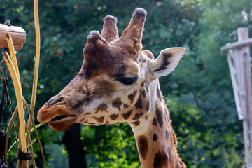 Rothschild giraffe and the Kordofan giraffe in the Ouwehands Zoo in Rhenen