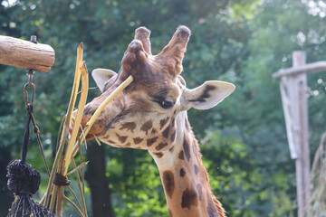Rothschild giraffe and the Kordofan giraffe in the Ouwehands Zoo in Rhenen