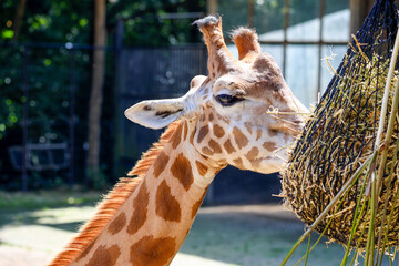 Obraz premium Rothschild giraffe and the Kordofan giraffe in the Ouwehands Zoo in Rhenen