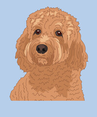 Cavapoo Dog Head Front View