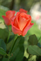 Beautiful red rose in the garden on a natural background. Soft focus.