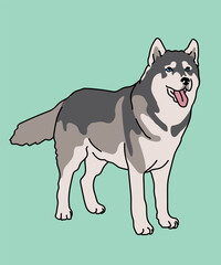 Husky Dog Standing Side View