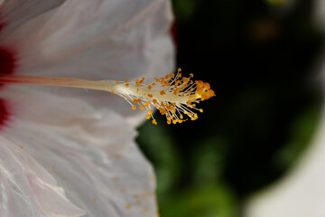 a single white Hibiscus (mallow family Malvaceae) flower