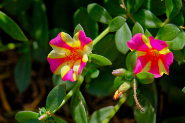 Close-up of a flower in bloom in summer. Colourful, bright and bee-friendly in the gardens and...