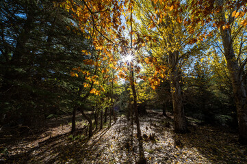Rays of sun filtering through the trees of an Andalusian forest in autumn