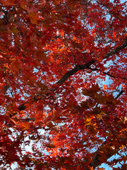 Close up view of Maple  branches with beautiful red color leaves against blue sky in autumn....