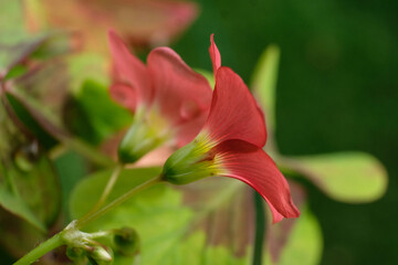 Close-up of a flower in bloom in summer. Colourful, bright and bee-friendly in the gardens and fields of Bavaria.