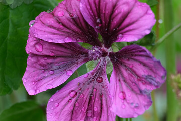 Close-up of a flower in bloom in summer. Colourful, bright and bee-friendly in the gardens and fields of Bavaria.
