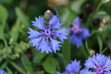Close-up of a flower in bloom in summer. Colourful, bright and bee-friendly in the gardens and fields of Bavaria.