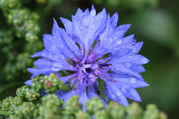 Close-up of a flower in bloom in summer. Colourful, bright and bee-friendly in the gardens and fields of Bavaria.