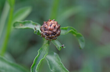 Close-up of a flower in bloom in summer. Colourful, bright and bee-friendly in the gardens and fields of Bavaria.
