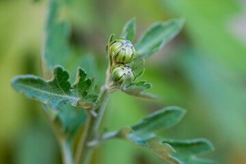 Close-up of a flower in bloom in summer. Colourful, bright and bee-friendly in the gardens and fields of Bavaria.