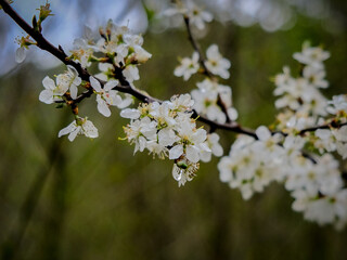 Close-up of a flower in bloom in summer. Colourful, bright and bee-friendly in the gardens and fields of Bavaria.