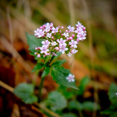 Close-up of a flower in bloom in summer. Colourful, bright and bee-friendly in the gardens and fields of Bavaria.