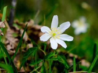 Close-up of a flower in bloom in summer. Colourful, bright and bee-friendly in the gardens and fields of Bavaria.
