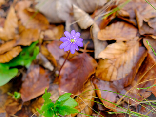 Close-up of a flower in bloom in summer. Colourful, bright and bee-friendly in the gardens and fields of Bavaria.