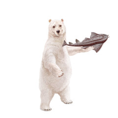 
polaire, blanc, ours, drôle, fond blanc, pêcher, poisson, ange de mer, mammifère, joli, isolé, 