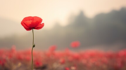  a single red flower in the middle of a field of red flowers with a foggy sky in the background.