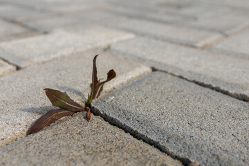The plant grows through the crack in the concrete road. Concept: it grows through cement, struggle for life, growth, movement, thirst for life, joy, love