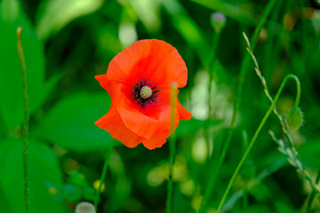 Close-up of a flower in bloom in summer. Colourful, bright and bee-friendly in the gardens and fields of Bavaria.