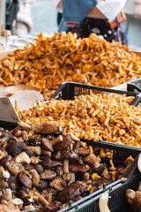 Frische verschiedene Pilze auf dem Markt