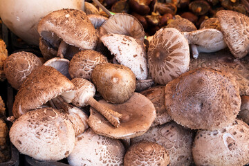 Frische Parasolpilze vauf dem Markt