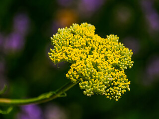 Close-up of a flower in bloom in summer. Colourful, bright and bee-friendly in the gardens and fields of Bavaria.