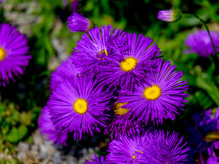 Close-up of a flower in bloom in summer. Colourful, bright and bee-friendly in the gardens and fields of Bavaria.