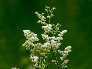 Close-up of a flower in bloom in summer. Colourful, bright and bee-friendly in the gardens and fields of Bavaria.