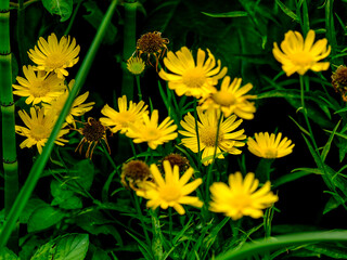 Close-up of a flower in bloom in summer. Colourful, bright and bee-friendly in the gardens and fields of Bavaria.