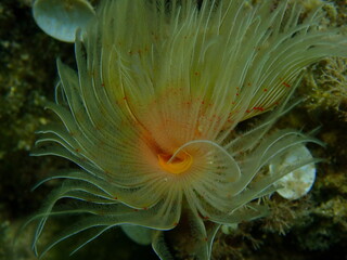 Naklejka na ściany i meble Polychaeta Smooth tubeworm or red-spotted horseshoe (Protula tubularia) extreme close-up undersea, Aegean Sea, Greece, Halkidiki 