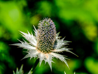 Close-up of a flower in bloom in summer. Colourful, bright and bee-friendly in the gardens and fields of Bavaria.