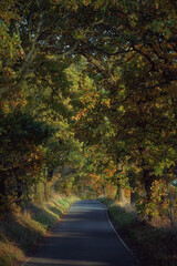 Scottish countryside autumn narrow road through the trees. Scotland, United Kingdom