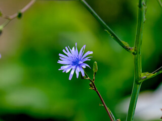 Close-up of a flower in bloom in summer. Colourful, bright and bee-friendly in the gardens and fields of Bavaria.