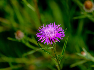 Close-up of a flower in bloom in summer. Colourful, bright and bee-friendly in the gardens and fields of Bavaria.